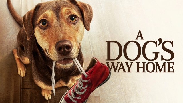 مسیر بازگشت یک سگ به خانه